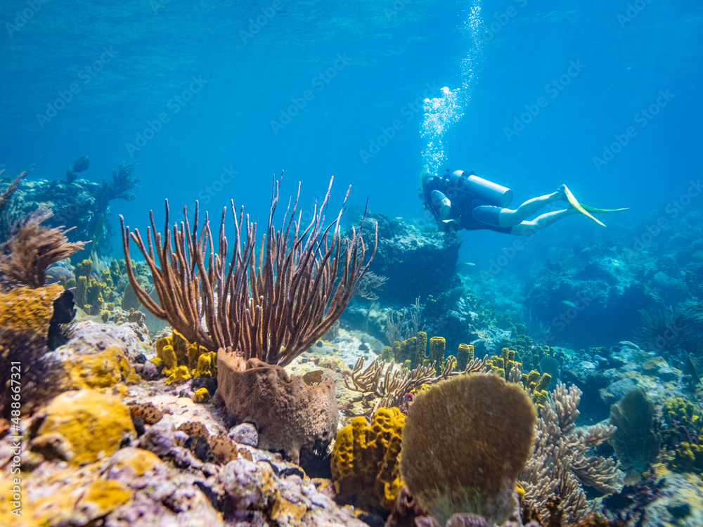 Scuba Diver on the Reef in St Lucia