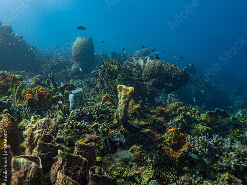 Obraz na płótnie Life on a Healthy Coral Reef in St Lucia w salonie