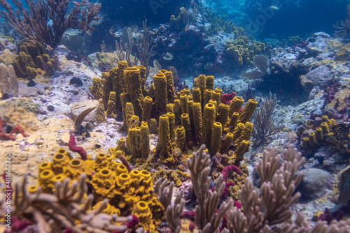 Obraz na płótnie Sponges growing on the reef in St Lucia w salonie