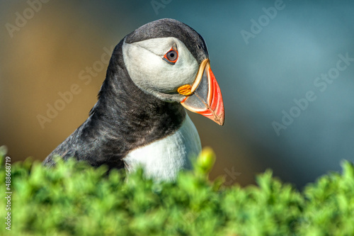 Puffin in foreground, the famous and cute little Nordic bird, image captured in a Ireland island  © Cristi