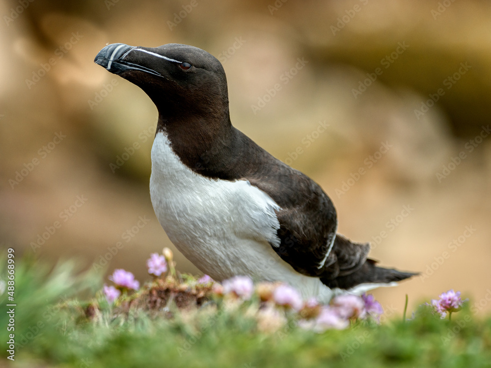 Obraz premium Razorbill in foreground, image captured in a Ireland island