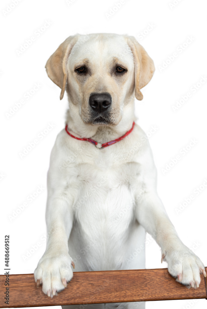 a young labrador is standing leaning on a crossbar. isolated on white background