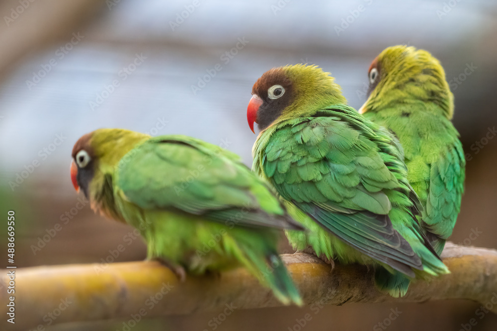 Obraz premium Black-cheeked lovebirds perching in an enclosure. Sweet African parrot species.