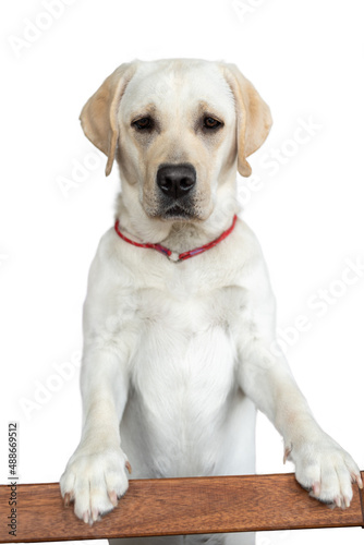 a young labrador is standing leaning on a crossbar. isolated on white background