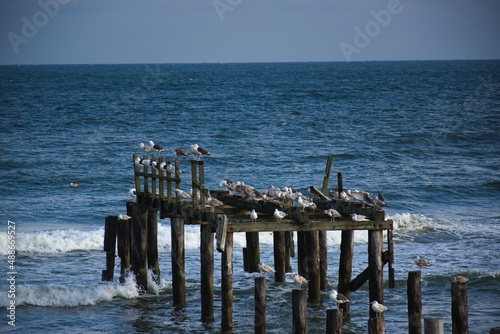 gulls against the background of the sea