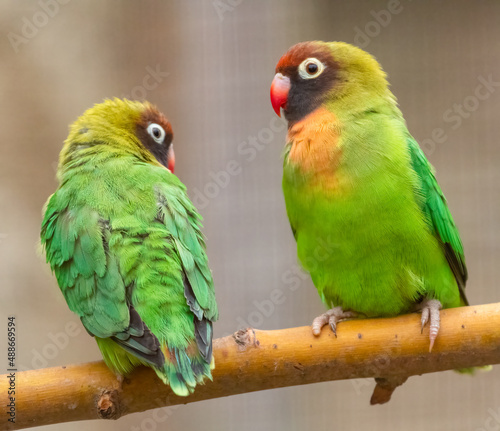 Pair of black-cheeked lovebirds (Agapornis nigrigenis) perched on a branch. Cute parrot portrait. photo