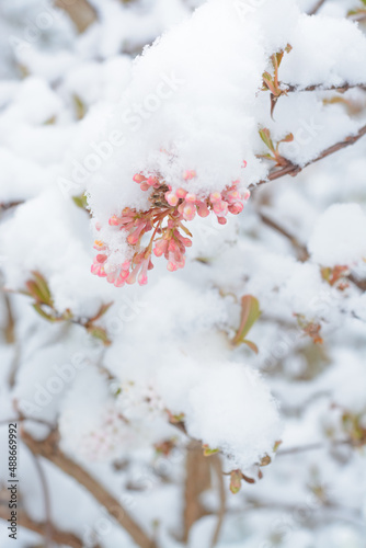 Pink lilac buds under the snow in a vertical