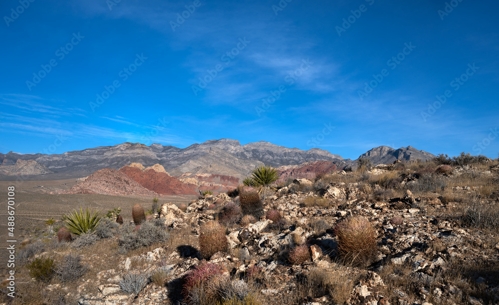 Desert vista in southern Nevada with cactus and yucca
