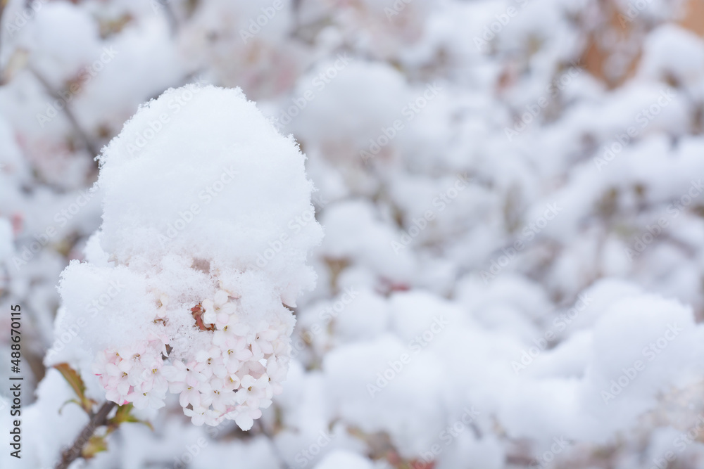 Pink lilac flowers on a blurred background of snow-covered branches Pink lilac flowers on a blurred background of snow-covered branches