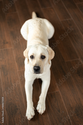 Light dog labrador puppy lies on a dark brown wooden floor and looks at the camera