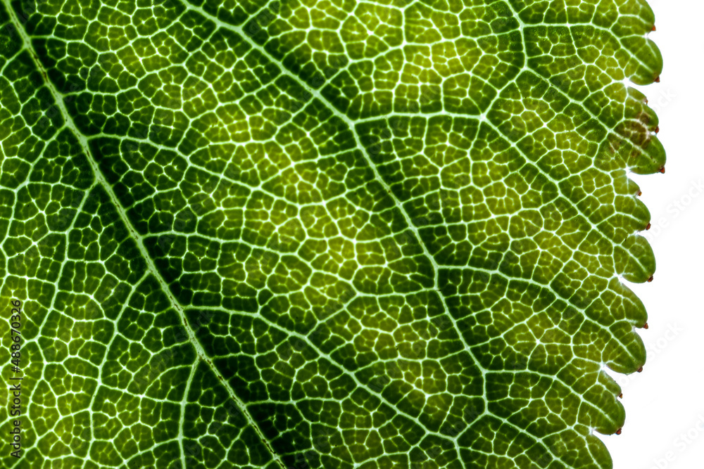 Abstract Macro Detail of a Leaf