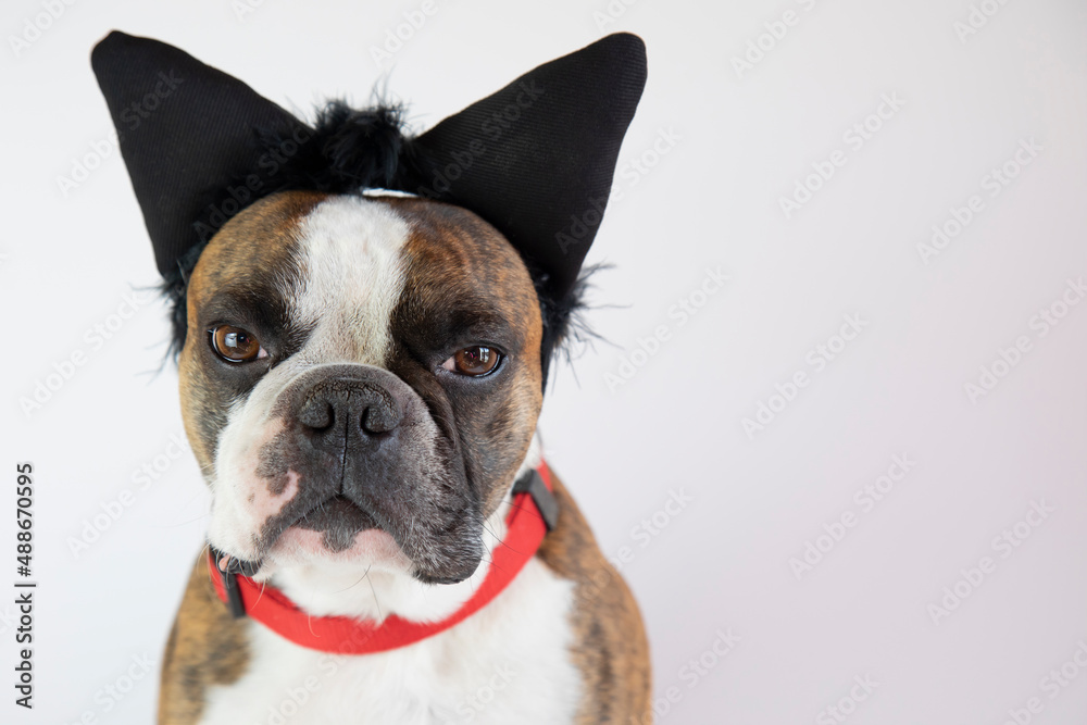 Fototapeta premium funny Boston terrier in cat ears for carnival