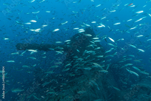 Cannone di poppa del piroscafo Bolzaneto circondato da migliaia di pesci photo