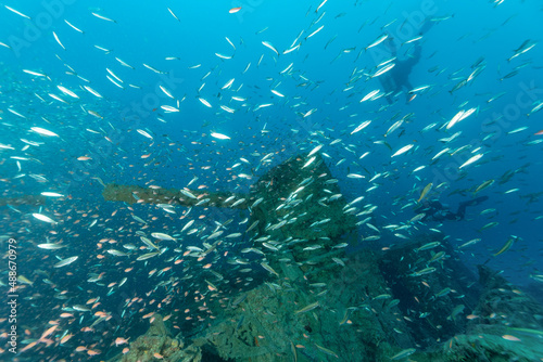 Cannone di poppa del piroscafo Bolzaneto circondato da migliaia di pesci e subacquei sullo sfondo