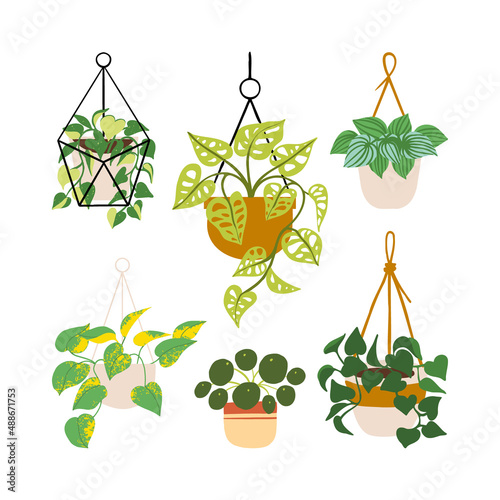 Collection of tropical monstera, philodendron, pothos in hanging pots. House plant cartoon vector illustration set.