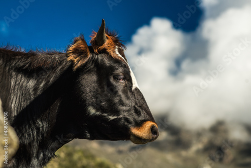 close up of peruvian cow