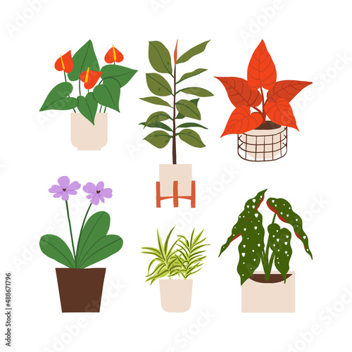 Urban jungle illustration, trendy home decor with plants, begonia, rubber fig, dracaena, orchids, flaming flower, philodendron, tropical leaves in stylish planters and pots.