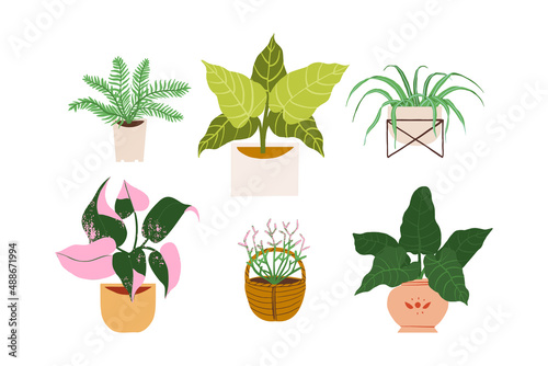 Urban jungle illustration, trendy home decor with plants, cactus, philodendron, monstera, tropical leaves in stylish planters and pots.