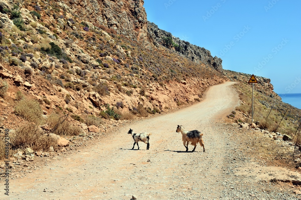 View on the an amazing cretan goats on the road to Balos View on the an amazing cretan goats on the road to Balos