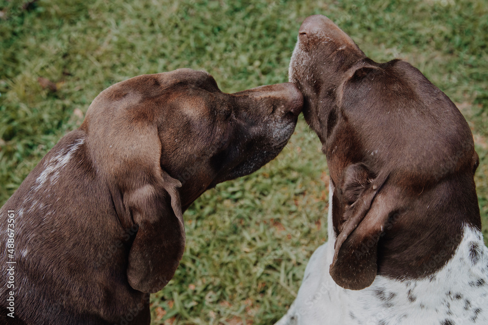 custom made wallpaper toronto digital
cute german shorthaired pointer playing 