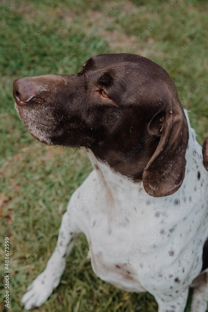 custom made wallpaper toronto digital
cute german shorthaired pointer playing 