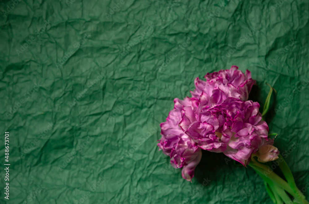 Obraz premium Large-headed pink double tulips on green vintage background . Purple fluffy late tulip flower. Fringed Double Peony Tulip Mascotte. Green crumpled paper background. mock up.