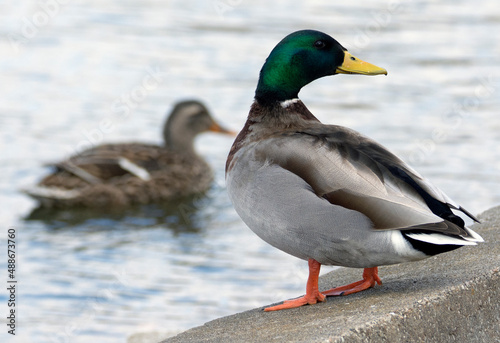 A mallard stands on a wall with a female duck in the background.