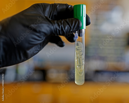 Photos An agar slant used to isolate and purify bacteria cultures.