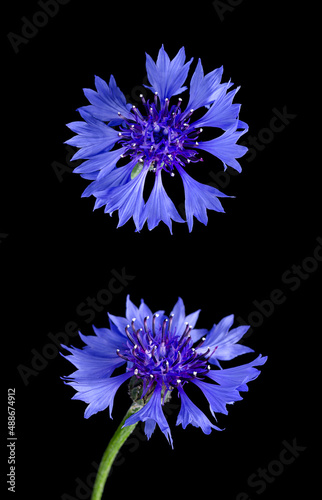 Cornflower or bachelor's button, from above and front view, over black. Centaurea cyanus, an annual flowering plant, and an ornamental plant in gardens. The flowers can be eaten raw, dried or cooked.