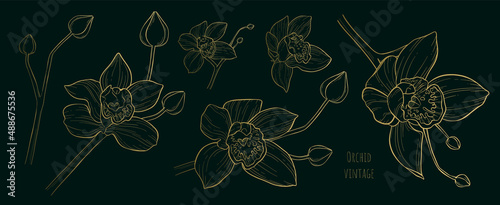 Vector vintage set of luxury blooming orchids on stems with closed buds. Different angles of flower. Vanilla. Hand-drawn contour illustration. Decorative elements for wedding invitation design.