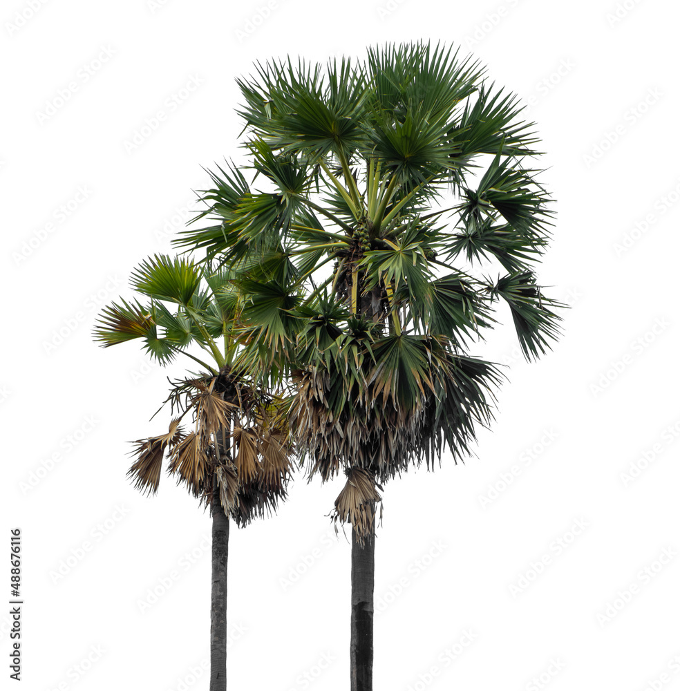 Palm tree group. High resolution tree landscape isolated on white