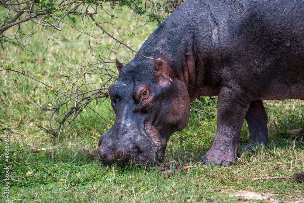 hippopotamus grazing on grass, Queen Elizabeth National Park, Uganda, Africa hippopotamus grazing on grass, Queen Elizabeth National Park, Uganda, Africa
