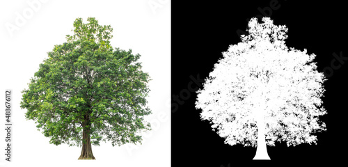 Tree on transparent picture background with clipping path, single tree with clipping path and alpha channel on black background.