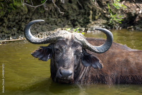 African buffalo cooling off in a river, Queen Elizabeth National Park, Uganda, Africa