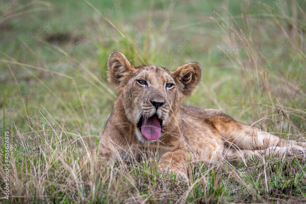 lion cub in grass lion cub in grass