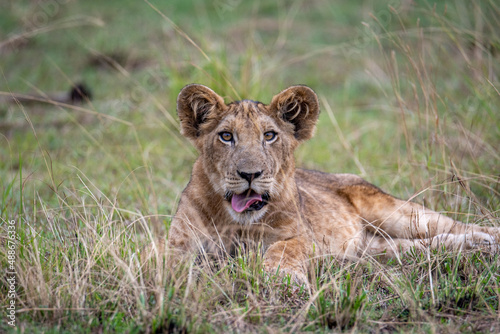 lion cub in grass
