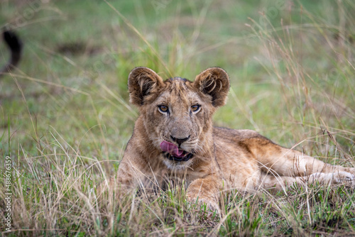 lion cub in grass