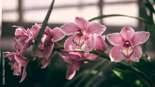 orquídeas rosas photo
