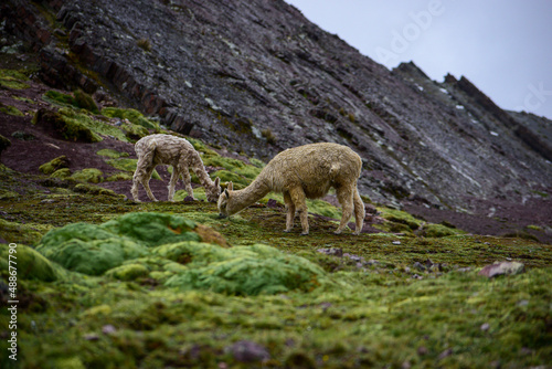 sheep on the mountain photo