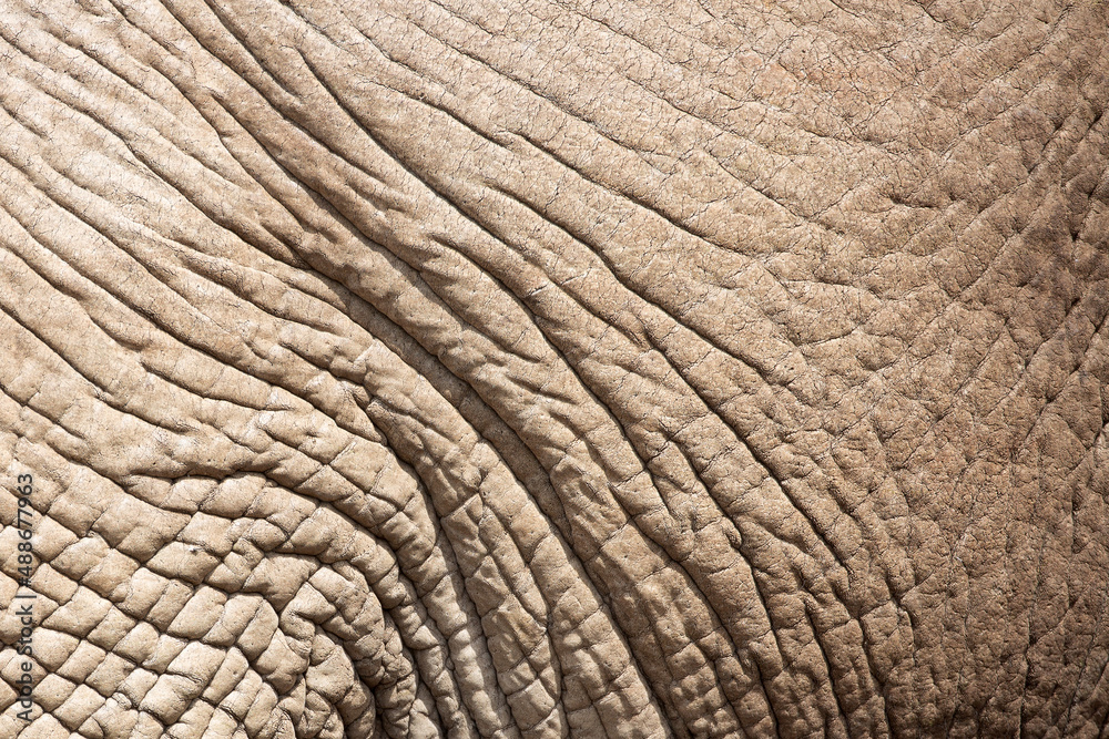 Textured Animal Skin. Textured Animal Skin.