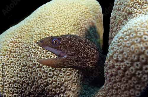 Juvenile Goldentail Moray Eel portrait