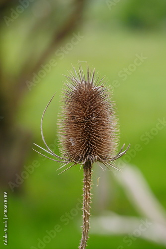 Dry flowers of wild teasel in autumn  called Dipsacus fullonum  selected focus and bokeh  the seeds are a nice addition to dry arrangements. Fast growing plant covered with spikes