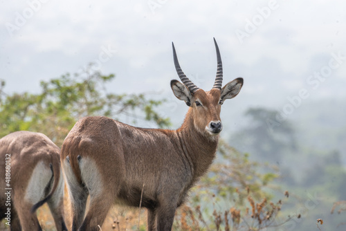 curious waterbuck standing in field, Queen Elizabeth National Park, Uganda, Africa