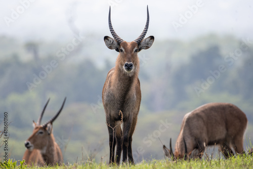 Photography curious waterbuck standing in field, Queen Elizabeth National Park, Uganda, Afri