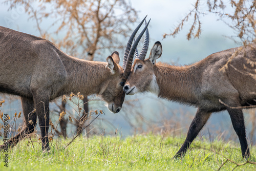 two waterbucks playing, head-butting, Queen Elizabeth National Park, Uganda, Africa