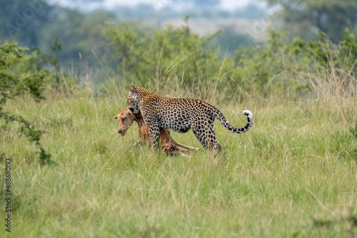 leopard with it's prey, Queen Elizabeth National Park, Uganda, Africa