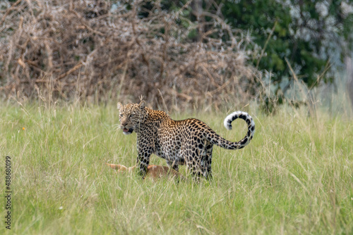 leopard with it's prey, Queen Elizabeth National Park, Uganda, Africa