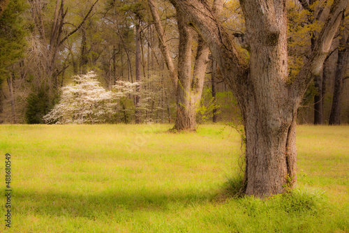 Dreamy dogwood tree blossoming on edge of forest