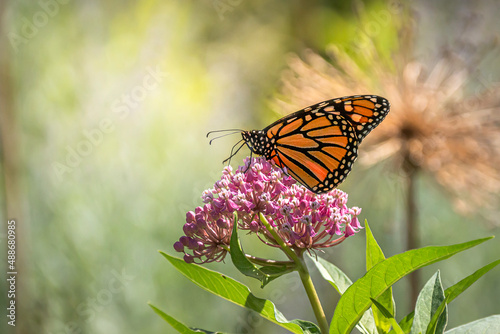 A Monarch butterfly (Danaus plexippus) in beautiful early afternoon light feeds on milkweed pink flowers © Teresa