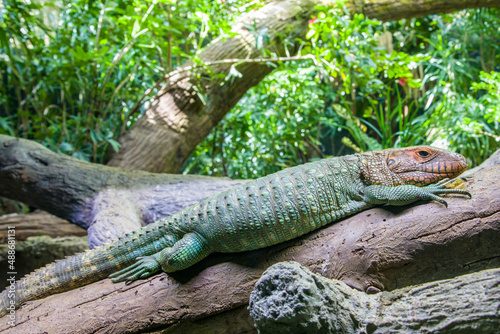 The Northern caiman lizard lies on the trunk.  It is a species of lizard found in northern South America. The body of the caiman lizard is very similar to that of a crocodile.  © Danny Ye
